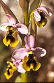 Picture Title - Orchids of the Torcal