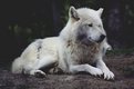 Picture Title - Arctic Wolf