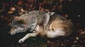 Picture Title - Sleeping Grey Wolf