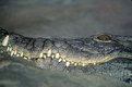 Picture Title - Croc