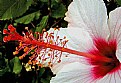 Picture Title - Hibiscus