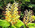 Picture Title - Two Hedychium