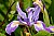 Wild Iris Of Trinidad