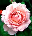 Picture Title - Rose
