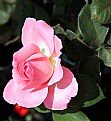 Picture Title - Rosebud