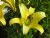 Yellow Lily