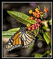 Picture Title - Monarch Butterfly