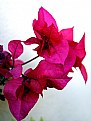 Picture Title - Bougainvilles