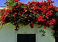 Picture Title - House & Flowers