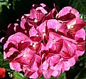 Picture Title - Hortensia Gamma