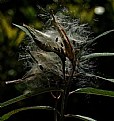 Picture Title - Milkweed seed blowing away