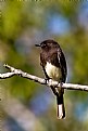 Picture Title - Nird on a branch