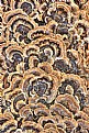 Picture Title - Fungi Patterns