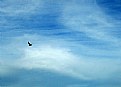 Picture Title - Sky & Aircraft