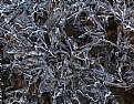 Picture Title - ice flowers