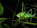 Picture Title - Adult Female Bush Cricket