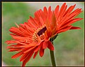 Picture Title - Orange Flower