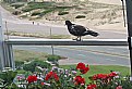Picture Title - Balcony,Flowers & Bird