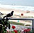 Balcony, Beach & Bird