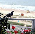 Picture Title - Balcony, Beach & Bird