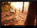 Picture Title - Sunset In the Forest