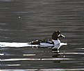 Picture Title - Goldeneye