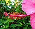 Picture Title - Pistil