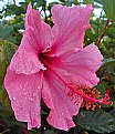 Picture Title - Hibiscus