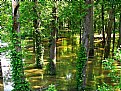 Picture Title - water trees