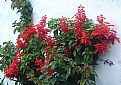 Picture Title - Wall & Red Flowers