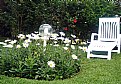 Picture Title - Flowers & Fence