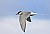 Arctic Tern