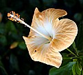 Picture Title - Yellow Hibiscus