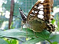 Picture Title - Pasig Butterfly