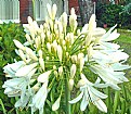 Picture Title - African Lily Plus