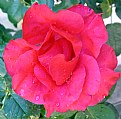 Picture Title - Rose & Rain