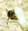 Picture Title - Honey Bee