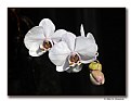 Picture Title - Valentines Orchids (d6309)