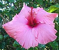 Picture Title - Hibiscus