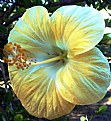 Picture Title - Yellow Hibiscus