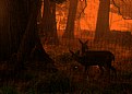 Picture Title - Deers 3