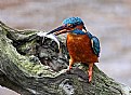 Picture Title - Kingfisher