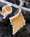 Picture Title - Frosty Leaves