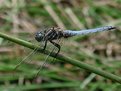 Picture Title - Male Keeled Skimmer, Orthetrum coerulescens (Fabricius, 1798)