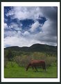 Picture Title - Rocky Mountain Equine