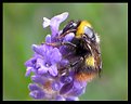 Picture Title - Bee Close Up