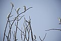 Picture Title - Cranes