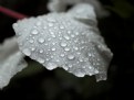 Picture Title - Wet Petal