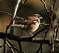 Picture Title - Sparrow