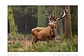 Picture Title - Red Deer